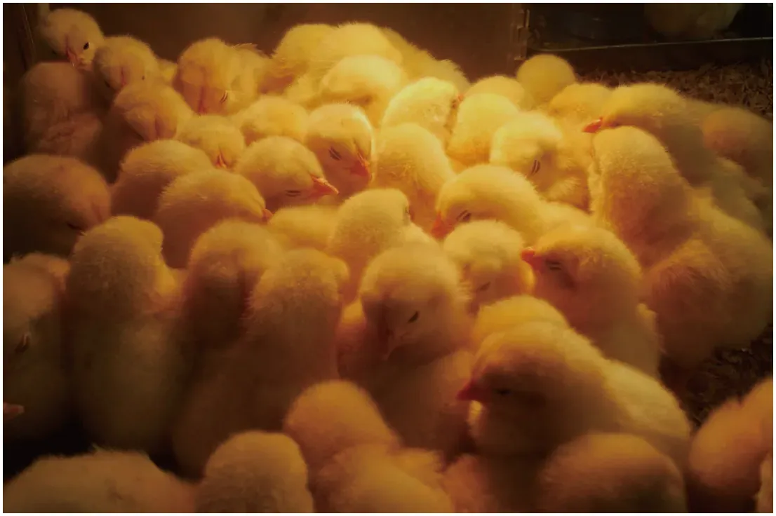 MT-7ADL-810 | スワン電器 | SWAN